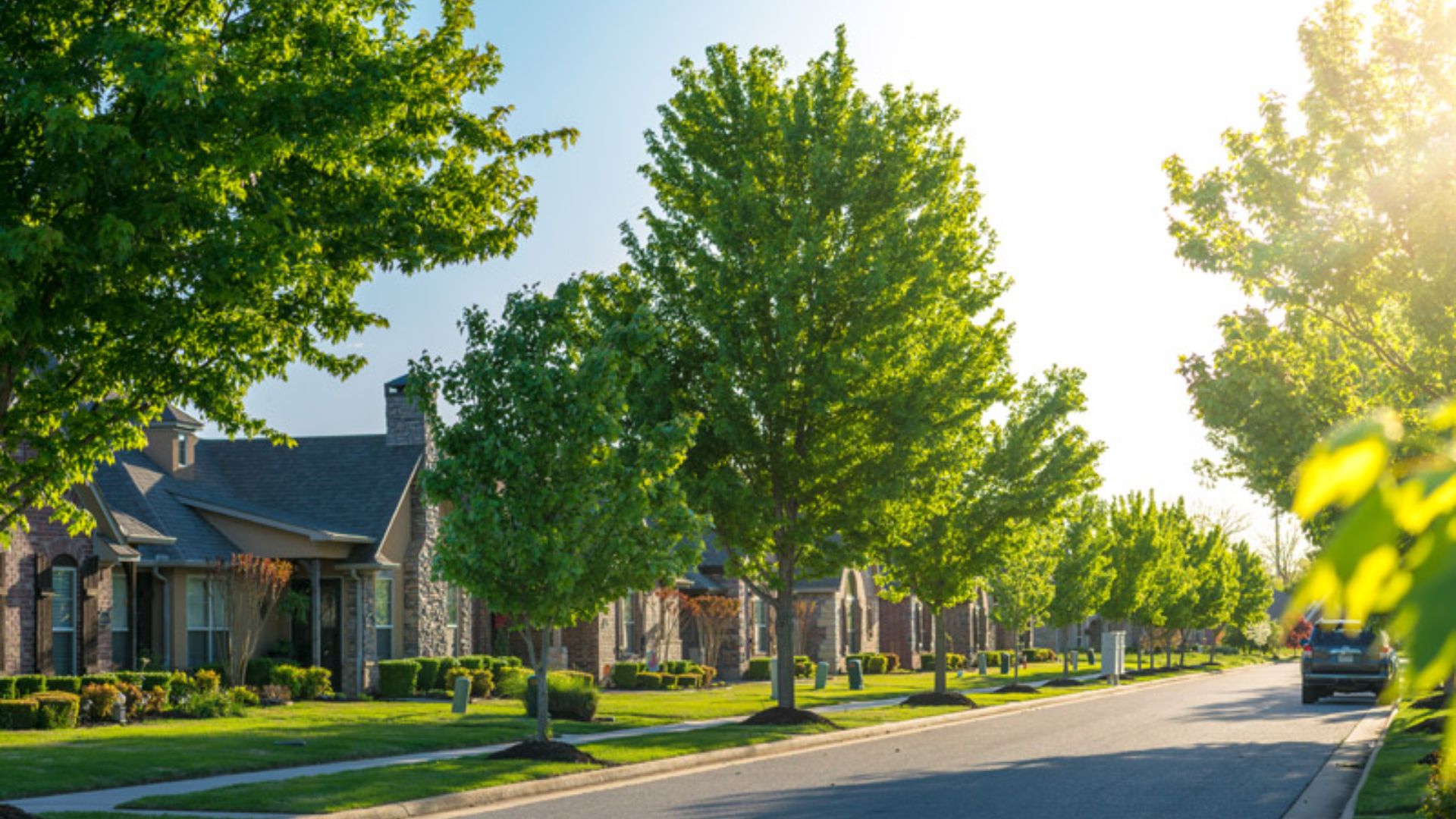 A peaceful street lined with green trees and charming houses under a clear blue sky.