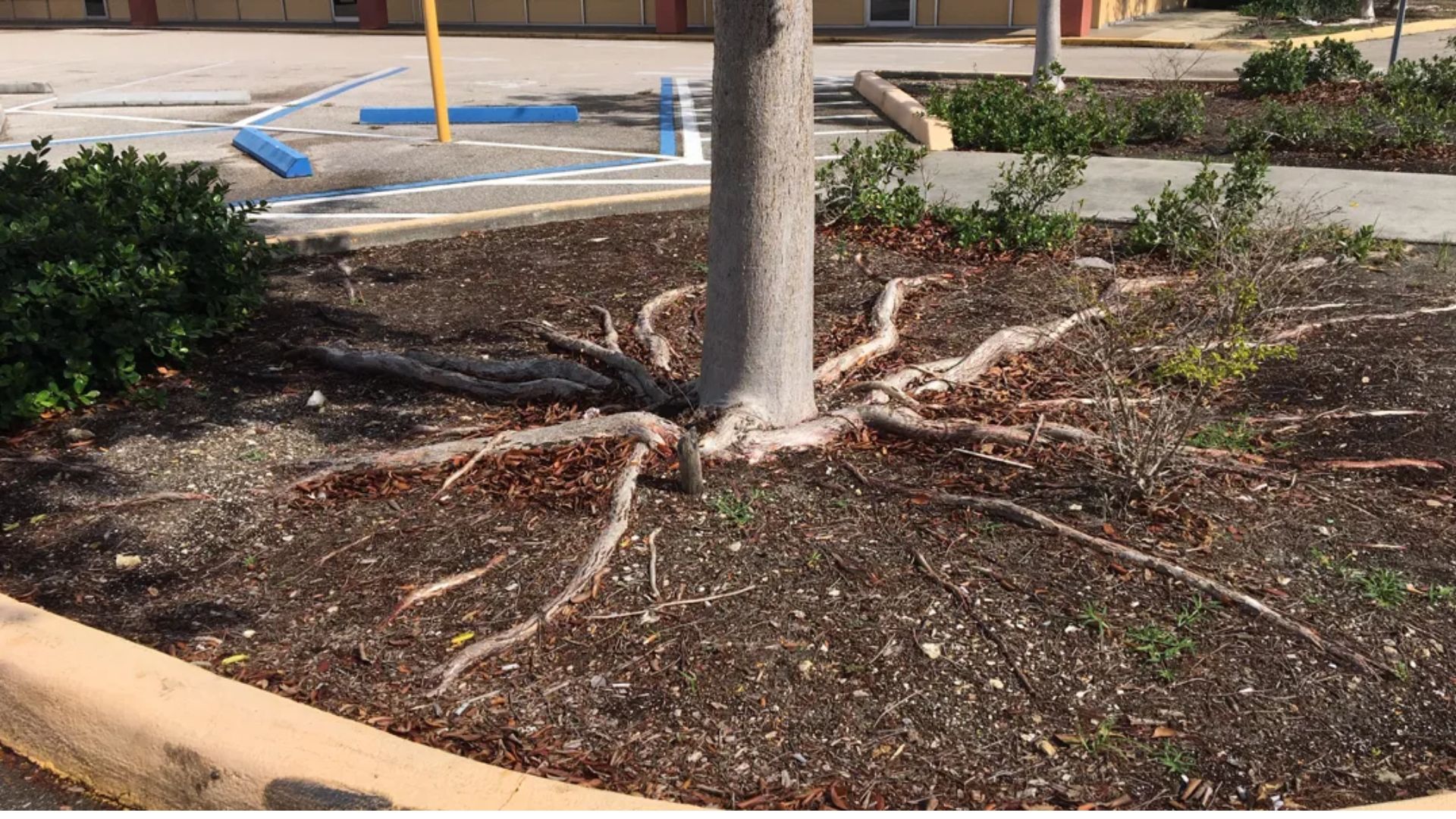 A tree with exposed roots sprawling out of the ground, showcasing its strong connection to the earth.