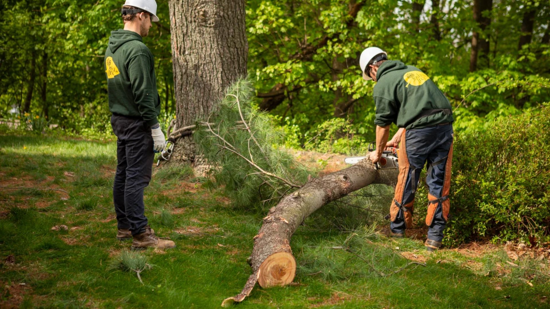 Two men in green shirts and hard hats are clearing a fallen tree together in a wooded area.