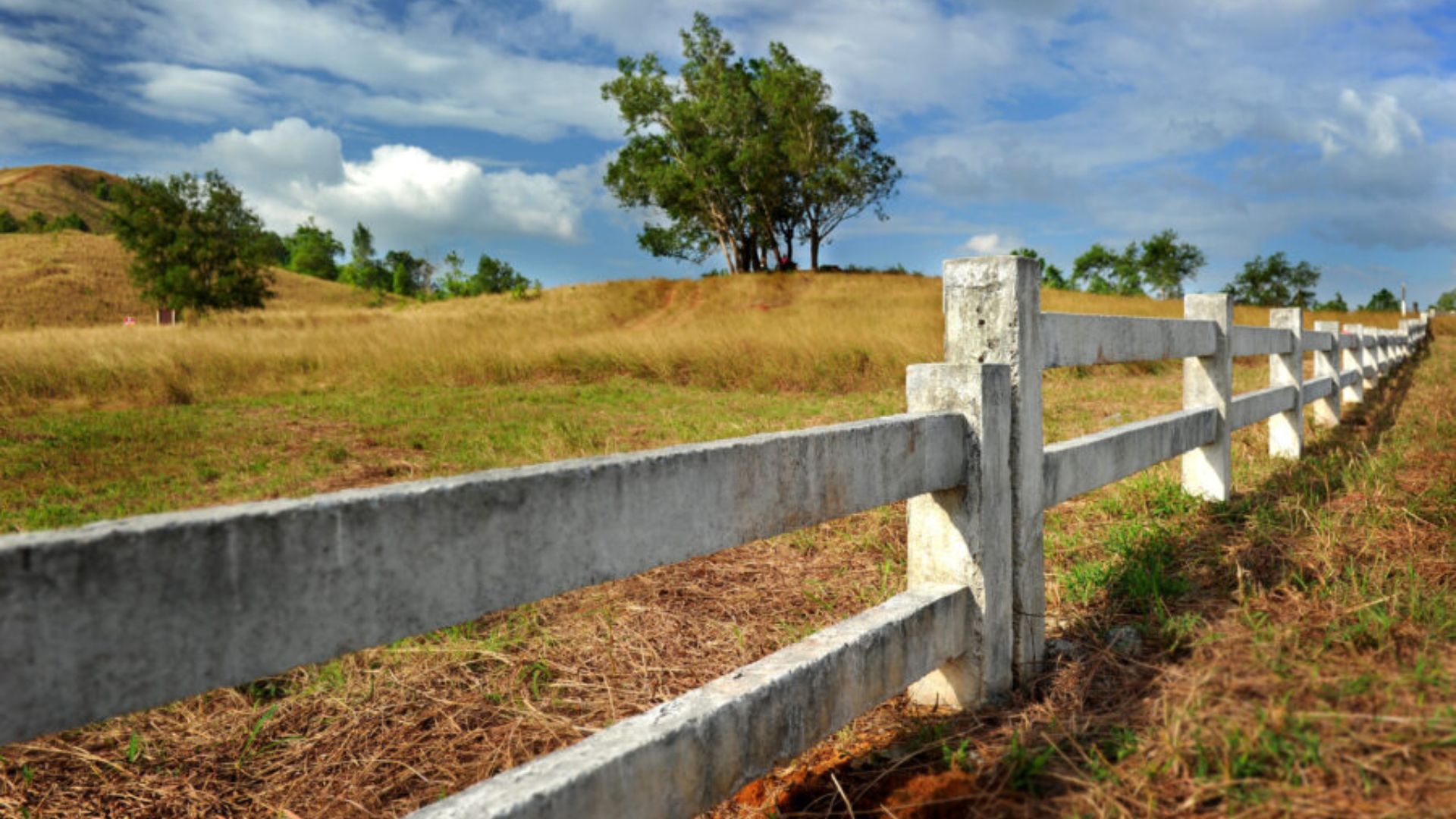 A wooden fence in a grassy field with a solitary tree standing in the background under a clear blue sky.