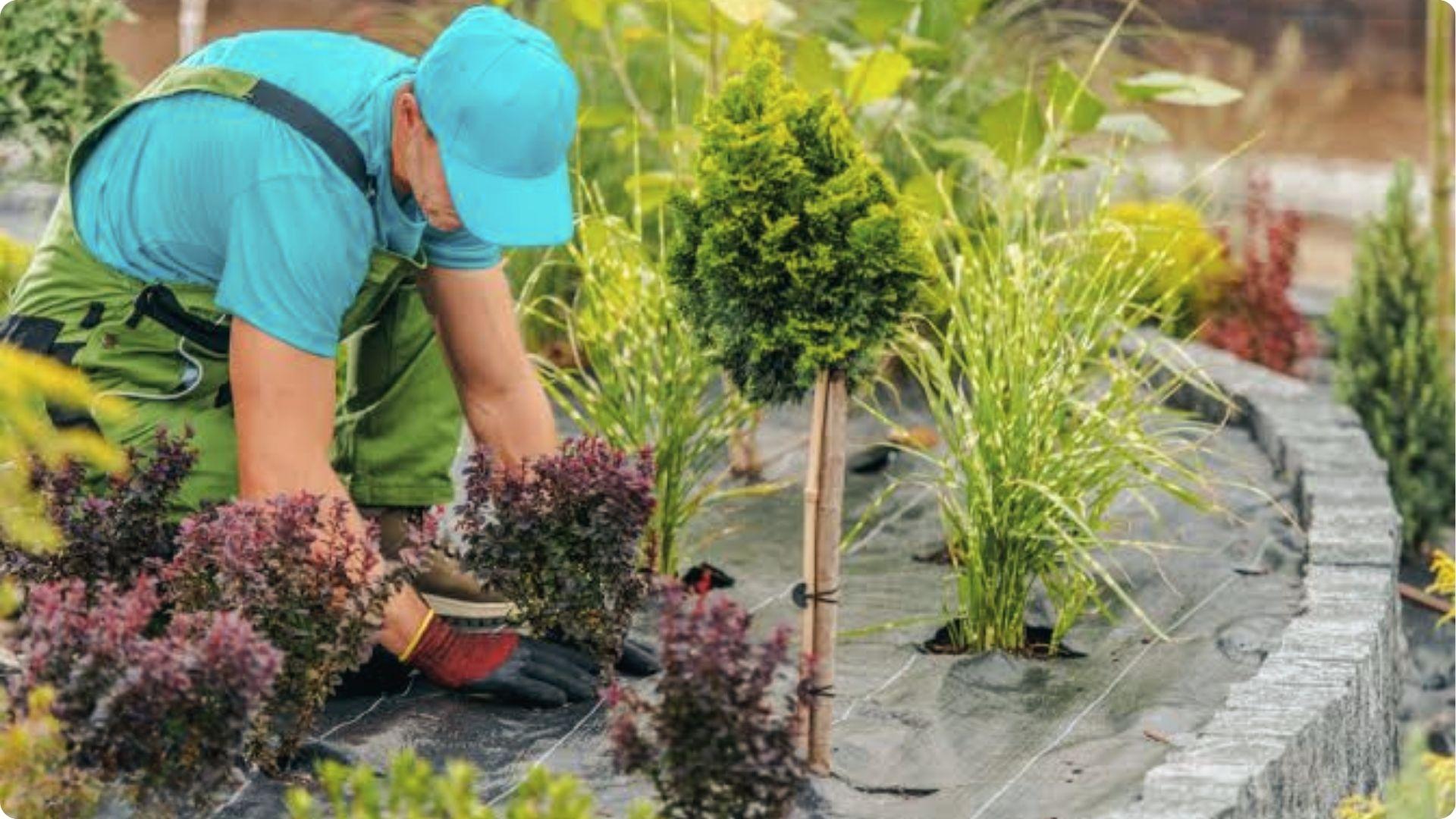 Garden tools by purple flowers show basic upkeep often disputed in landlord tenant agreements.